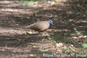 クロヒゲバト　Blue-headed Quail Dove